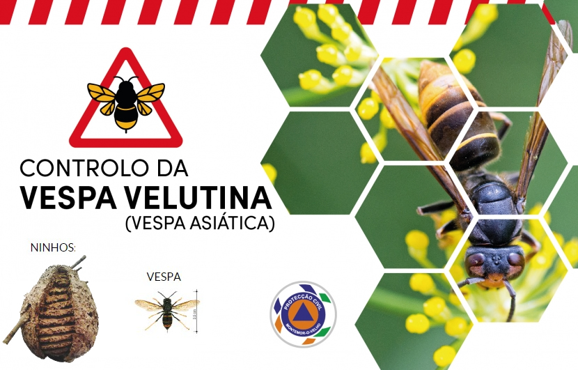 Controlo da Vespa Velutina ou Vespa Asiática Controlo da Vespa Velutina ou Vespa Asiática